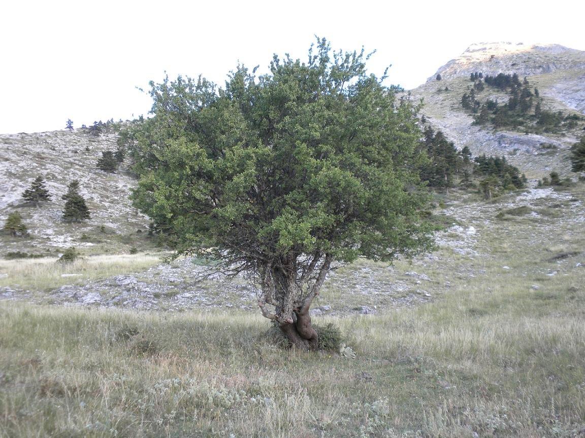 Albero di Grecia da determinare.